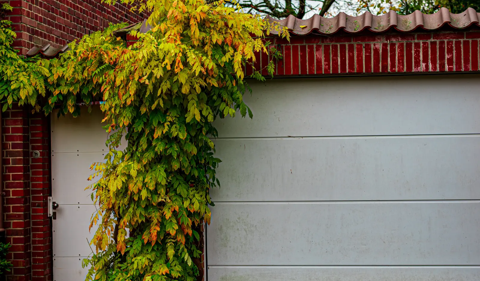 Closed up-and-over garage door on a brick house, autumn ivy and fallen leaves across the driveway